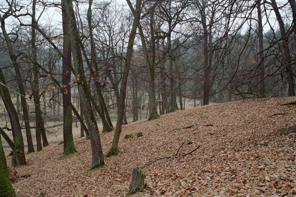 Jabkenice, 27.3.2005
Jabkenická obora, les na vrchu Hrádek.
Klíčová slova: Jabkenice Jabkenická obora Hrádek Hypoganus inunctus Calambus bipustulatus