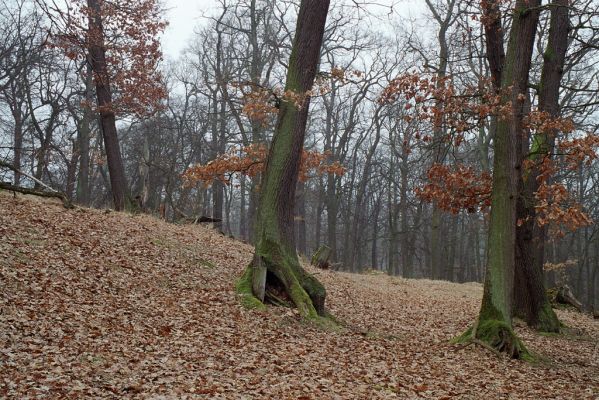 Jabkenice, 27.3.2005
Jabkenická obora, les na vrchu Hrádek. 
Klíčová slova: Jabkenice Jabkenická obora Hrádek