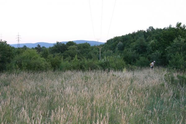 Jablonov nad Turňou, 23.6.2011
Lesostep pod vrchem Hradište.



Schlüsselwörter: Slovenský kras Jablonov nad Turňou Hradište Athous austriacus