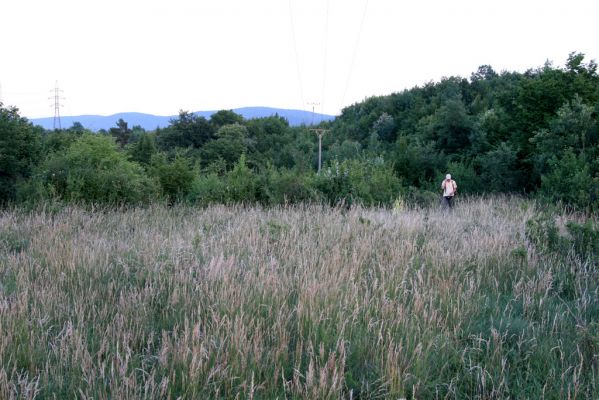 Jablonov nad Turňou, 23.6.2011
Lesostep pod vrchem Hradište.
Klíčová slova: Slovenský kras Jablonov nad Turňou Hradište Athous austriacus Petr Brůha