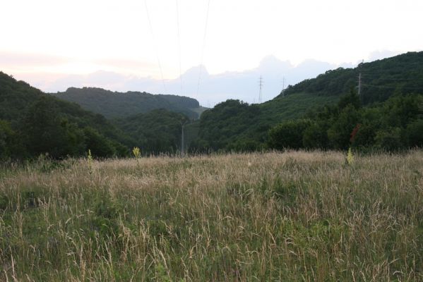 Jablonov nad Turňou, 23.6.2011
Lesostep pod vrchem Hradište.



Klíčová slova: Slovenský kras Jablonov nad Turňou Hradište Athous silicensis austriacus