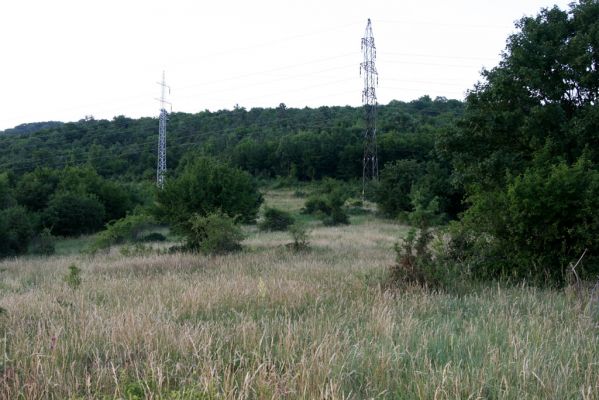 Jablonov nad Turňou, 23.6.2011
Lesostep pod vrchem Hradište.
Klíčová slova: Slovenský kras Jablonov nad Turňou Hradište Athous silicensis austriacus