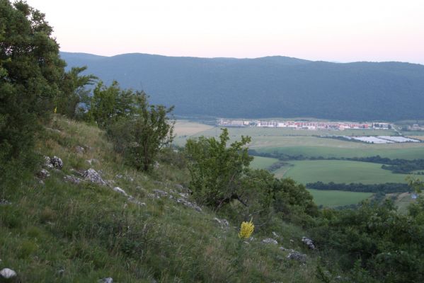 Jablonov nad Turňou, 23.6.2011
Lesostep pod vrchem Hradište. Pohled do Turnianské kotliny.



Schlüsselwörter: Slovenský kras Jablonov nad Turňou Hradište Athous silicensis