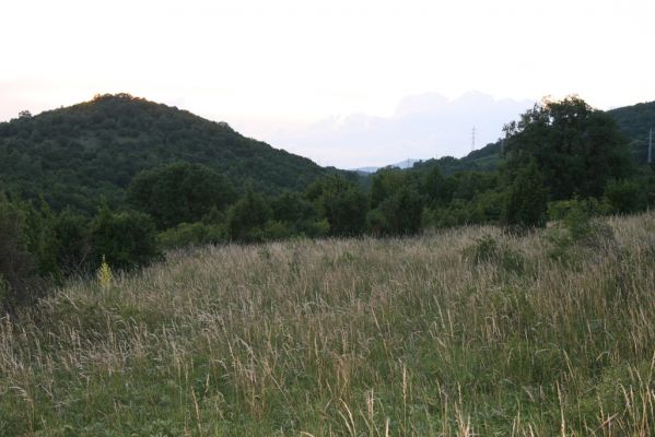 Jablonov nad Turňou, 23.6.2011
Lesostep pod vrchem Hradište. Pohled na vrch Hradisko.



Mots-clés: Slovenský kras Jablonov nad Turňou Hradište Athous silicensis austriacus