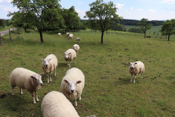 Dolní Čermná, 31.5.2019
Jakubovice - pastvina.
Keywords: Dolní Čermná Jakubovice pastvina