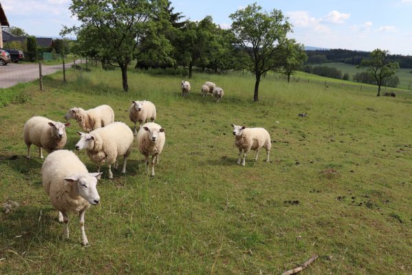 Dolní Čermná, 31.5.2019
Jakubovice - pastvina.
Mots-clés: Dolní Čermná Jakubovice pastvina