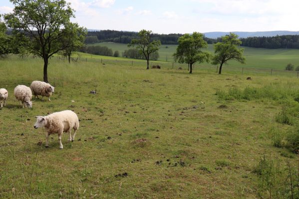 Dolní Čermná, 31.5.2019
Jakubovice - pastvina.
Klíčová slova: Dolní Čermná Jakubovice pastvina