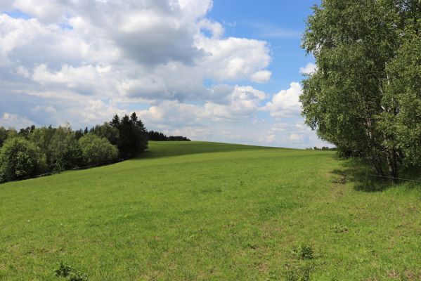 Jívka, 1.6.2019
Janovice - Záboř, pastviny.
Schlüsselwörter: Jívka Janovice Záboř pastvina