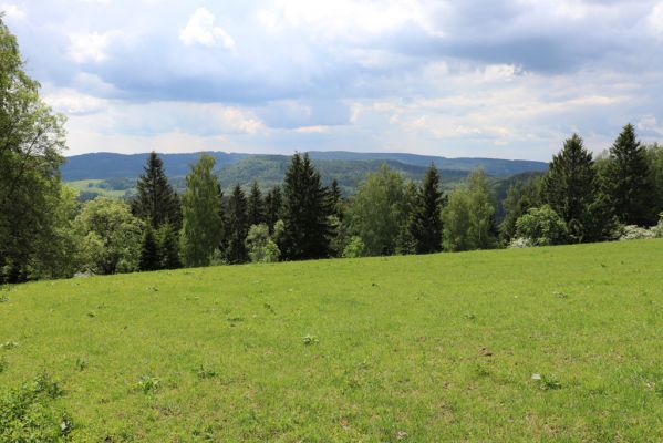 Jívka, 1.6.2019
Janovice - Záboř, pastviny.
Keywords: Jívka Janovice Záboř pastvina