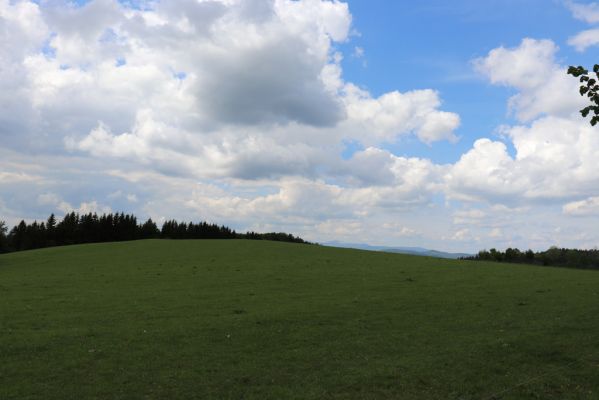 Jívka, 1.6.2019
Janovice - Záboř, pastviny.
Keywords: Jívka Janovice Záboř pastvina