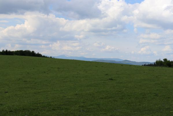 Jívka, 1.6.2019
Janovice - Záboř, pastviny.
Keywords: Jívka Janovice Záboř pastvina