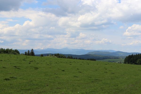 Jívka, 1.6.2019
Janovice - Záboř, pastviny.
Keywords: Jívka Janovice Záboř pastvina