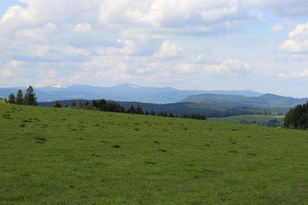 Jívka, 1.6.2019
Janovice - Záboř, pastviny.
Keywords: Jívka Janovice Záboř pastvina