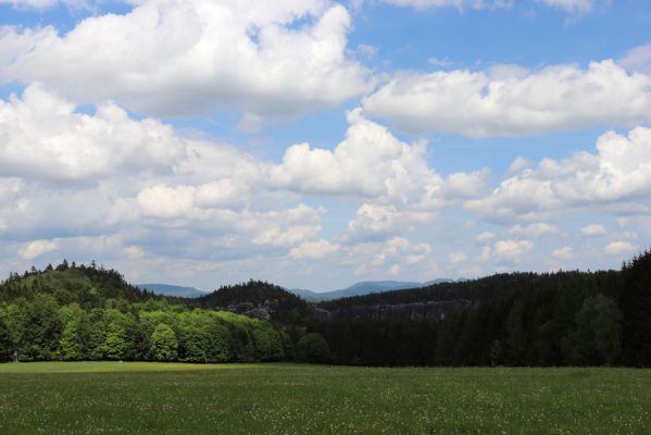 Jívka, 1.6.2019
Janovice - Záboř, pastviny.
Keywords: Jívka Janovice Záboř pastvina