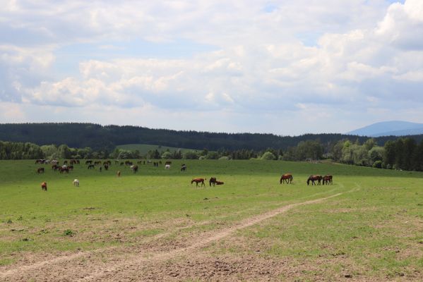 Jívka, 1.6.2019
Janovice - Záboř, pastviny.
Klíčová slova: Jívka Janovice Záboř pastvina