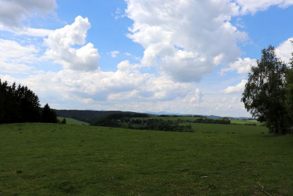 Jívka, 1.6.2019
Janovice - Záboř, pastviny.
Mots-clés: Jívka Janovice Záboř pastvina