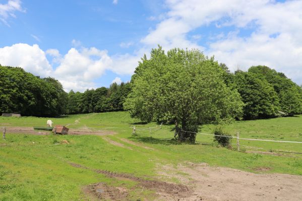 Jívka, 1.6.2019
Janovice - pastvina pod skalami
Klíčová slova: Jívka Janovice pastvina