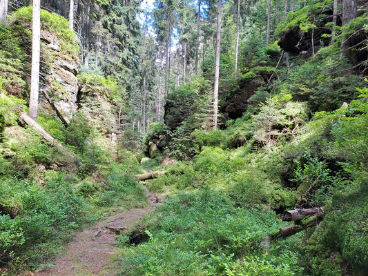 Teplice nad Metují, 9.6.2024
Schlüsselwörter: Teplice nad Metují Adršpašsko-teplické skály Ledová rokle Sericus subaeneus