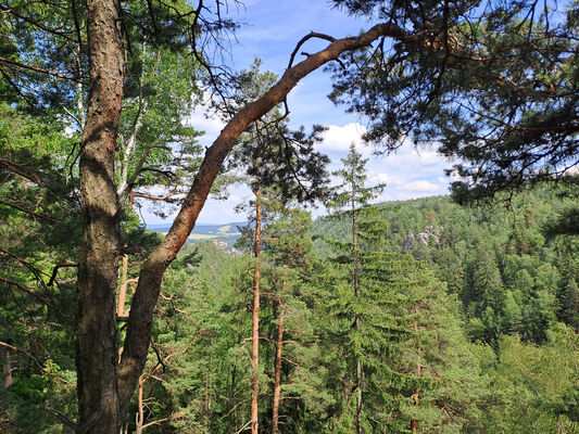 Teplice nad Metují, 9.6.2024
Teplické skály - hrad Střmen.
Keywords: Teplice nad Metují Adršpašsko-teplické skály Teplické skály