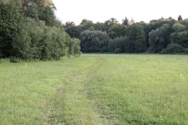 Jaroměř, 19.7.2016
Olšina. Záplavové louky u Labe před Hořínem - biotop kovaříka Oedostethus quadripustulatus.


Klíčová slova: Jaroměř Labe Olšina Oedostethus quadripustulatus