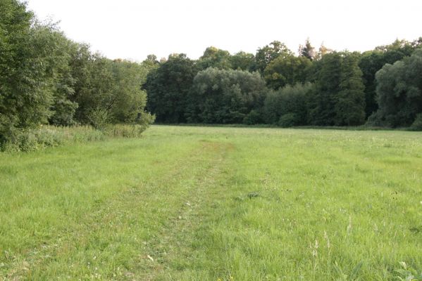 Jaroměř, 19.7.2016
Olšina. Záplavové louky u Labe před Hořínem - biotop kovaříka Oedostethus quadripustulatus.



Keywords: Jaroměř Labe Olšina Oedostethus quadripustulatus