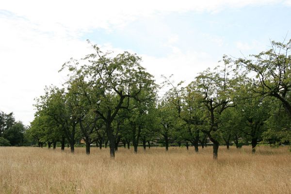 Jaroměř, 21.7.2009
Rozsáhlá třešňovka u Jakubského předměstí.
Klíčová slova: Jaroměř Anthaxia candens