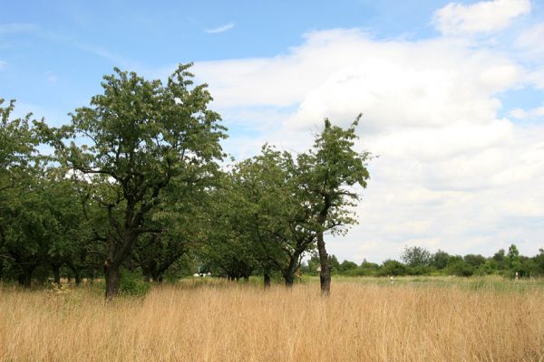 Jaroměř, 21.7.2009
Rozsáhlá třešňovka u Jakubského předměstí.
Klíčová slova: Jaroměř Anthaxia candens