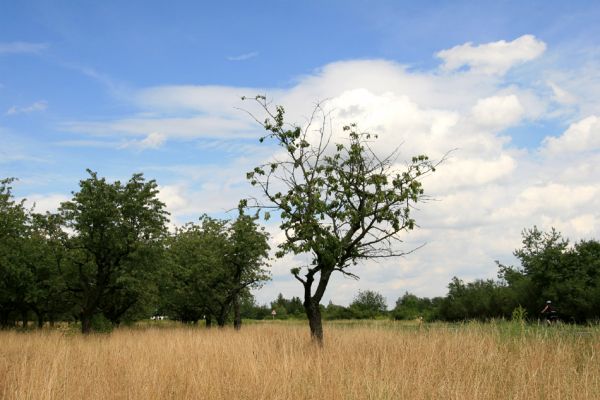 Jaroměř, 21.7.2009
Rozsáhlá třešňovka u Jakubského předměstí.
Klíčová slova: Jaroměř Anthaxia candens