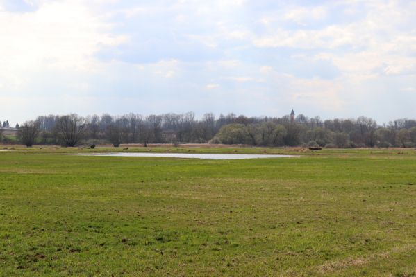 Jaroměř, 5.4.2019
Josefovské louky.
Klíčová slova: Jaroměř Josefovské louky