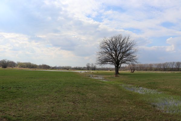 Jaroměř, 5.4.2019
Josefovské louky.
Klíčová slova: Jaroměř Josefovské louky