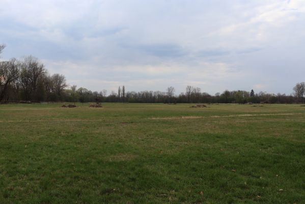 Jaroměř, 5.4.2019
Josefovské louky.
Klíčová slova: Jaroměř Josefovské louky pastvina