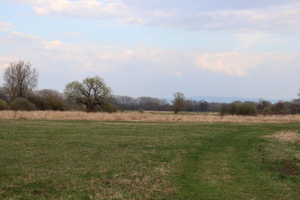 Jaroměř, 5.4.2019
Josefovské louky.
Schlüsselwörter: Jaroměř Josefovské louky