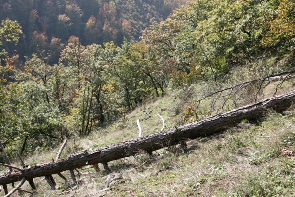 Zvolen, 16.10.2014
Neresnica, lesostep nad dolinou potoka Burzovo. 
Klíčová slova: Zvolen Neresnica Burzovo Javorie Menephilus cylindricus
