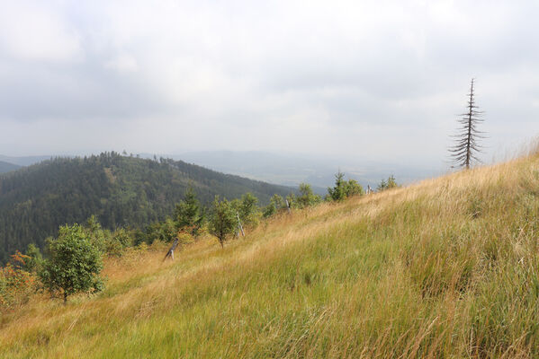 Ruprechtice, 25.8.2022
Ruprechtický Špičák a Široký vrch.
Schlüsselwörter: Javoří hory