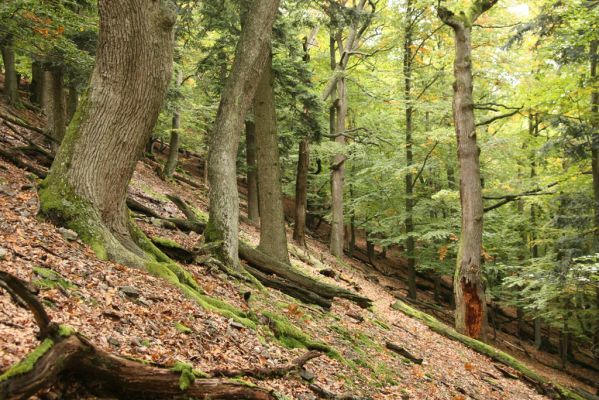 Jedľové Kostoľany, 7.10.2016
Brezov Štál. Suťový les na Brezovém vrchu.
Klíčová slova: Jedľové Kostoľany Brezov Štál Brezový vrch Ampedus hjorti elegantulus