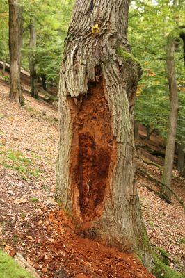 Jedľové Kostoľany, 7.10.2016
Brezov Štál. Suťový les na Brezovém vrchu - biotop kovaříků Ampedus hjorti a A. elegantulus.
Klíčová slova: Jedľové Kostoľany Brezov Štál Brezový vrch Ampedus hjorti elegantulus