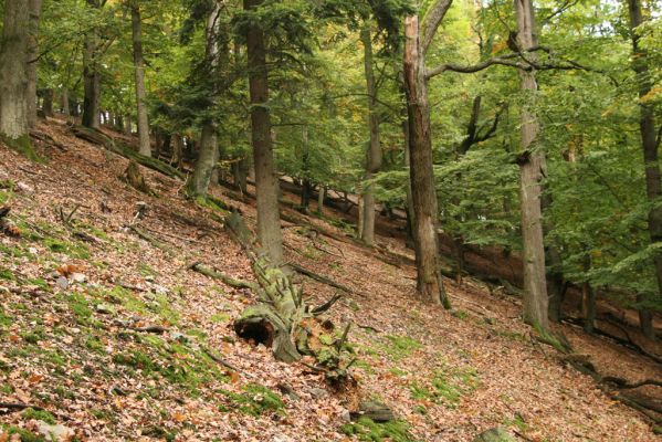 Jedľové Kostoľany, 7.10.2016
Brezov Štál. Suťový les na Brezovém vrchu.
Klíčová slova: Jedľové Kostoľany Brezov Štál Brezový vrch