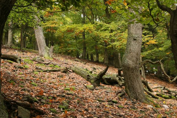 Jedľové Kostoľany, 7.10.2016
Brezov Štál. Suťový les na Brezovém vrchu.
Klíčová slova: Jedľové Kostoľany Brezov Štál Brezový vrch