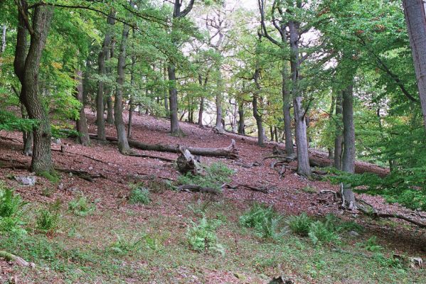 Jedľové Kostoľany, 8.10.2005
Suťový les na Brezovém vrchu.



Klíčová slova: Jedľové Kostoľany Brezový vrch
