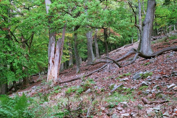 Jedľové Kostoľany, 8.10.2005
Suťový les na Brezovém vrchu. V pahýlu dubu byl kovařík Lacon lepidopterus.


Klíčová slova: Jedľové Kostoľany Brezový vrch Lacon lepidopterus