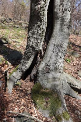 Vysoká Pec, 9.5.2021
Vrch Jedlová, Kraví skály.
Klíčová slova: Vysoká Pec vrch Jedlová Kraví skály Elater ferrugineus