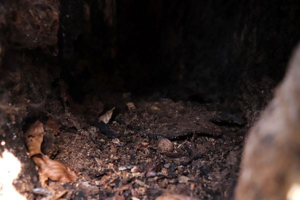 Vysoká Pec, 9.5.2021
Vrch Jedlová, Kraví skály. Dutina buku osídlená kovaříky Limoniscus violaceus.
Klíčová slova: Vysoká Pec vrch Jedlová Kraví skály Limoniscus violaceus