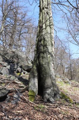 Vysoká Pec, 9.5.2021
Vrch Jedlová, Kraví skály.
Klíčová slova: Vysoká Pec vrch Jedlová Kraví skály Limoniscus violaceus