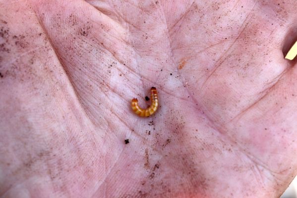 Vysoká Pec, 9.5.2021
Vrch Jedlová, Kraví skály. Larva kovaříka Limoniscus violaceus.
Klíčová slova: Vysoká Pec vrch Jedlová Kraví skály Limoniscus violaceus