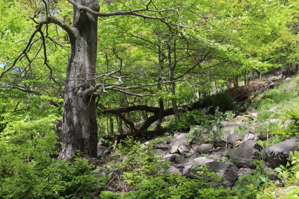 Vysoká Pec, 24.5.2021
Vrch Jedlová - les u Šamana.
Klíčová slova: Vysoká Pec vrch Jedlová Šaman