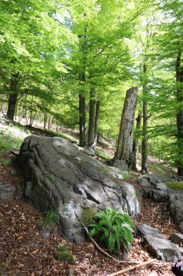 Vysoká Pec, 24.5.2021
Vrch Jedlová - les u Šamana.
Klíčová slova: Vysoká Pec vrch Jedlová Šaman Hypoganus inunctus