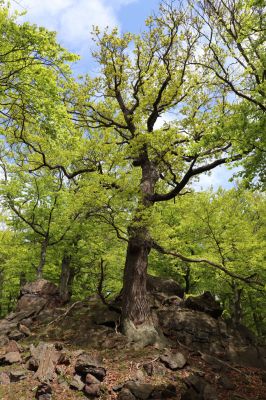 Vysoká Pec, 24.5.2021
Vrch Jedlová - polesí Obora.
Keywords: Vysoká Pec vrch Jedlová Obora