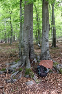 Vysoká Pec, 24.5.2021
Vrch Jedlová - Kraví skály. Biotop páchníka hnědého.
Schlüsselwörter: Vysoká Pec vrch Jedlová Kraví skály Osmoderma eremita