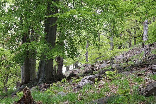 Vysoká Pec, 24.5.2021
Vrch Jedlová - Kraví skály.
Schlüsselwörter: Vysoká Pec vrch Jedlová Kraví skály Stenagostus rhombeus