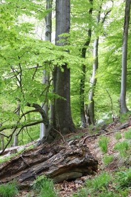 Vysoká Pec, 24.5.2021
Vrch Jedlová - Kraví skály.
Klíčová slova: Vysoká Pec vrch Jedlová Kraví skály